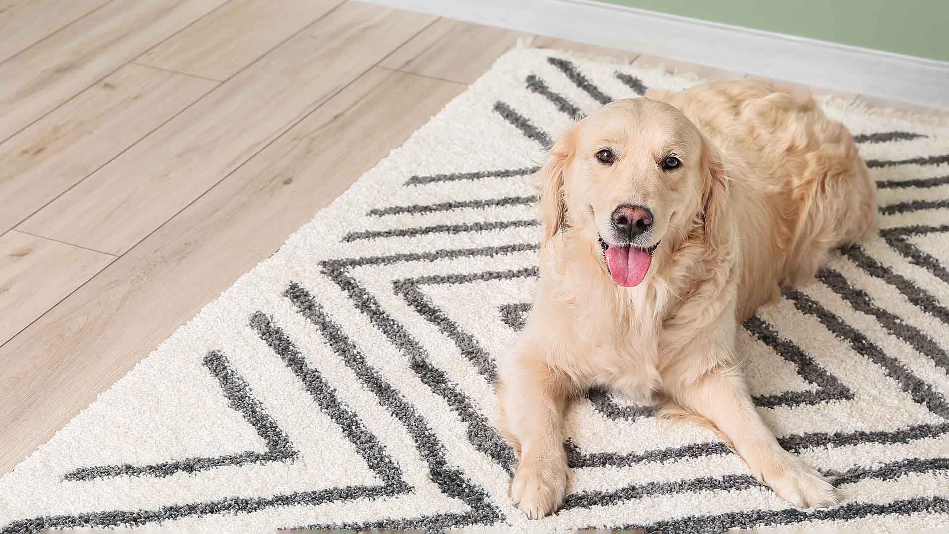 Floor rug by Team Florida with a cute dog